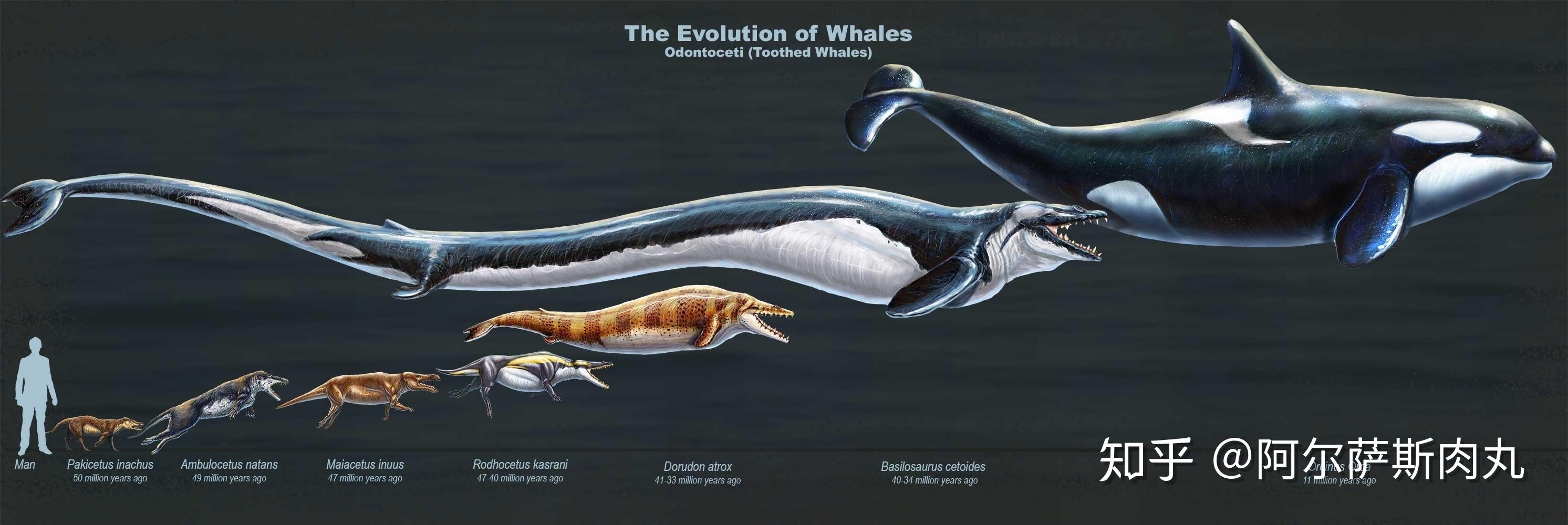 龙王鲸怎么画灭绝图片