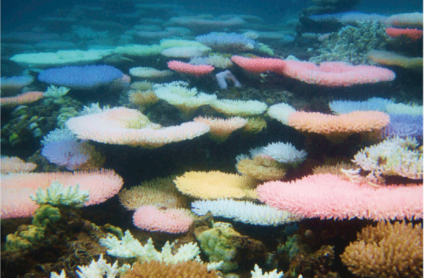 珊瑚彩色白化colorful Coral Bleaching 鲜艳的珊瑚一定是生命力旺盛的珊瑚吗 知乎 珊瑚彩色白化colorful Coral Bleaching 鲜艳的珊瑚一定是生命力旺盛的珊瑚吗 知乎
