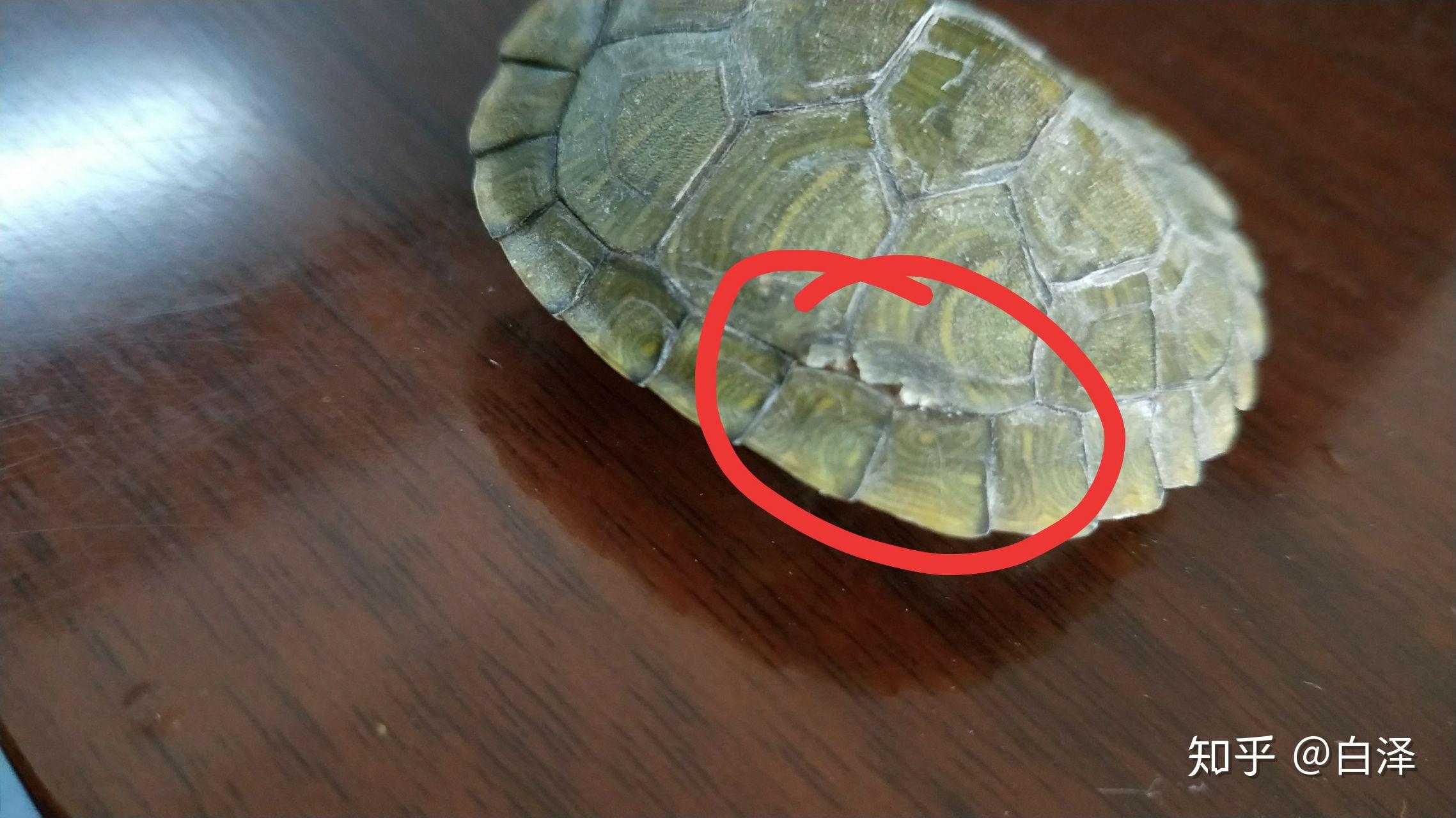 乌龟脱壳的样子图片图片