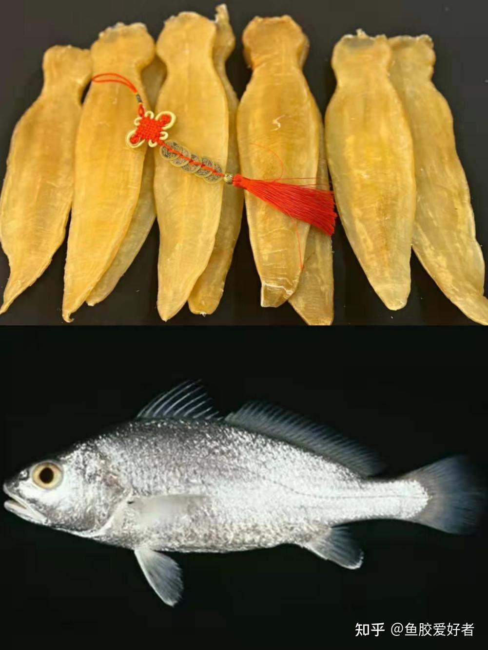 【鱼胶鱼种合集】这些鱼胶都是什么鱼的胶?原来蜘蛛胶的鱼长这样 - 知乎