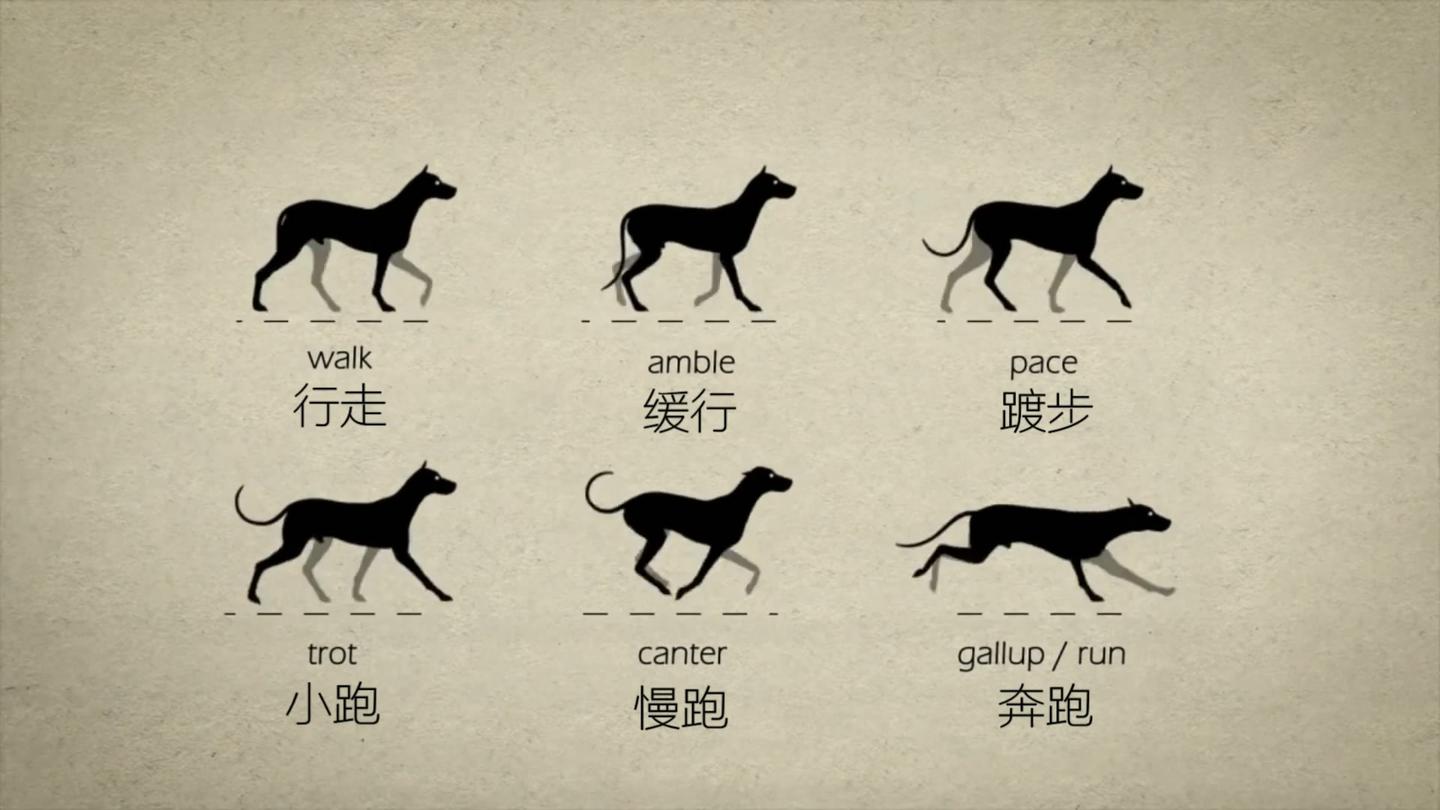 动物步态可视化 知乎