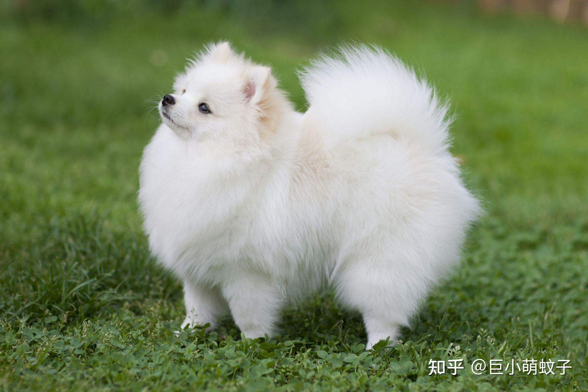 热门白色狗狗盘点像棉花糖一样超可爱好想养一只