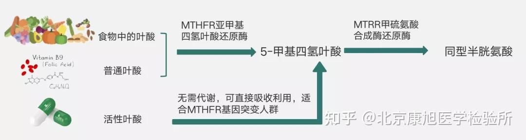 h型高血压叶酸代谢能力基因多态性与h型高血压