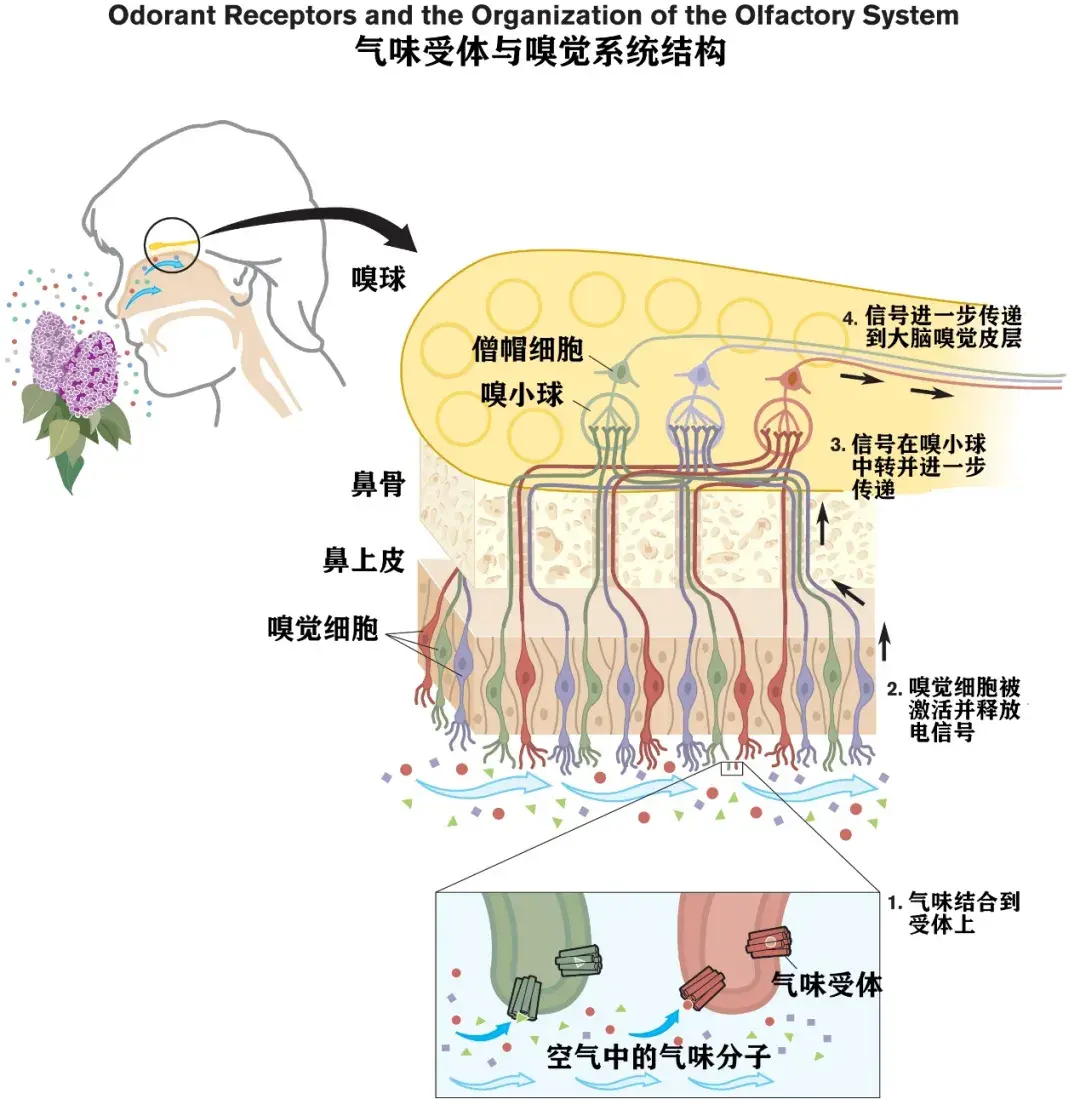 味觉感受器图片