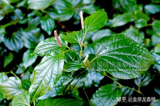 香精与香料(102)-荜茇 - 知乎