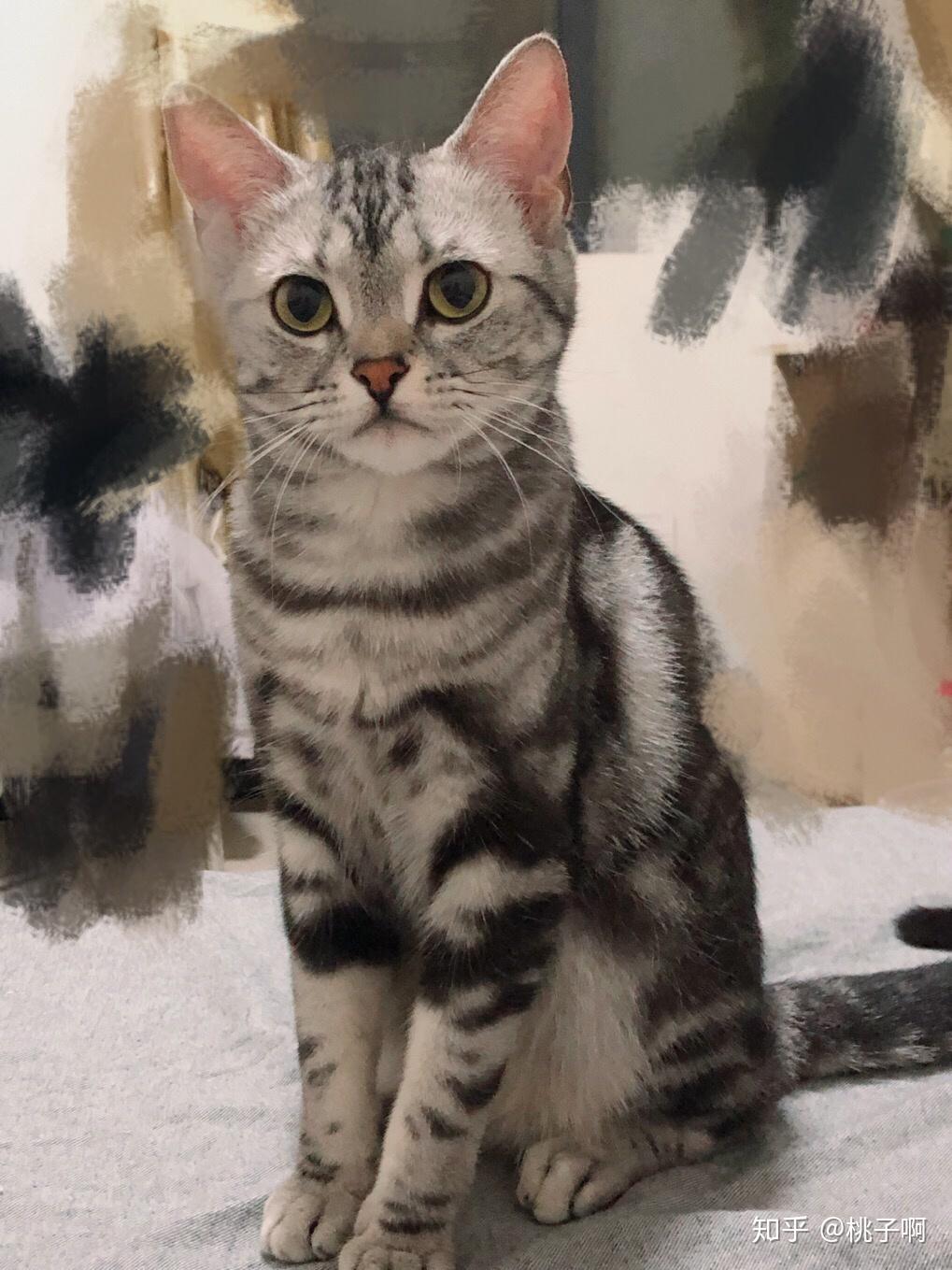 新手养猫没经验,为什么猫咪鼻子干但不舔鼻子