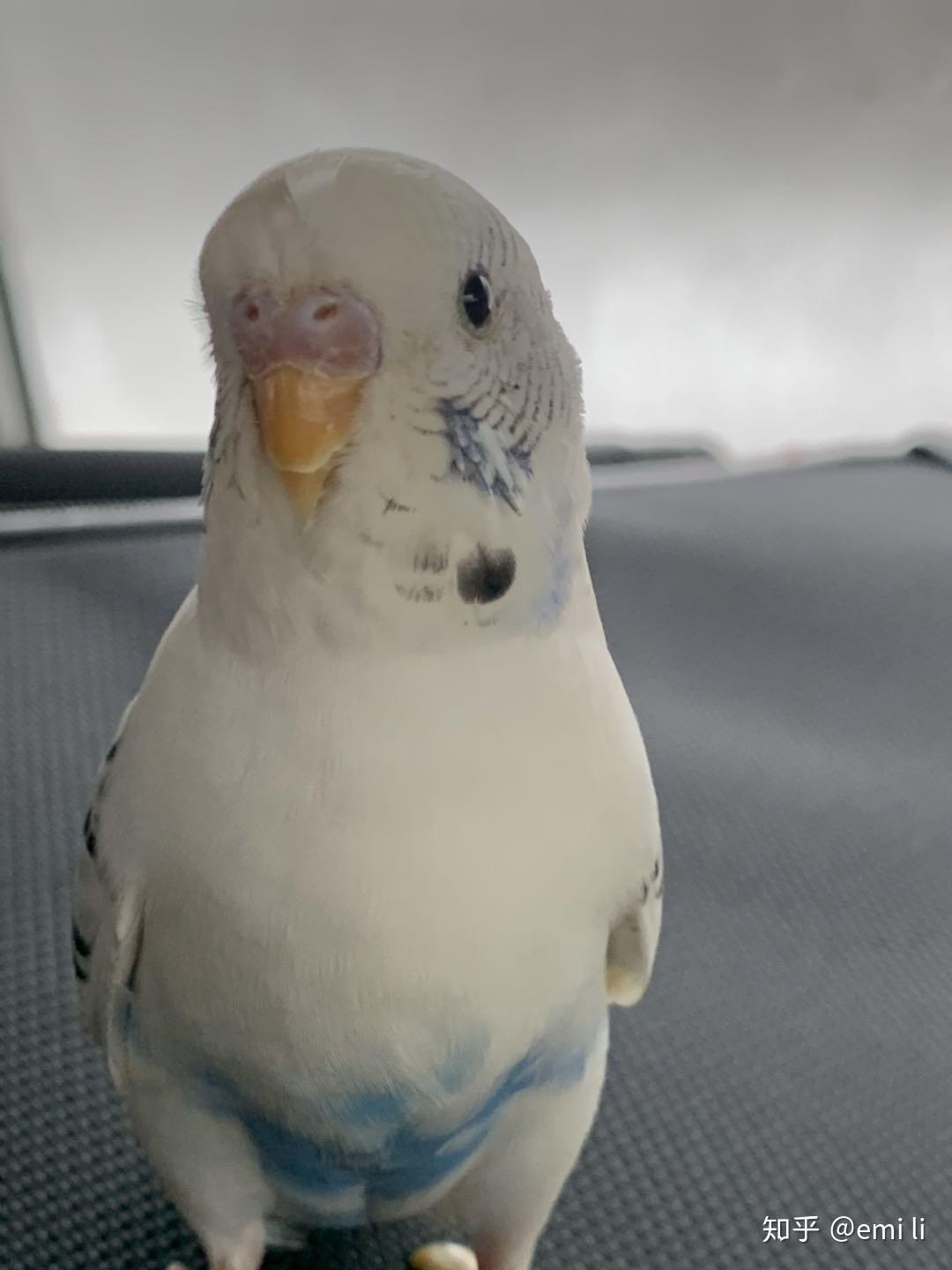 怎么教鹦鹉飞 v2-6a5442c6cd94f2faa641f47dcbb0aa73_r.jpg