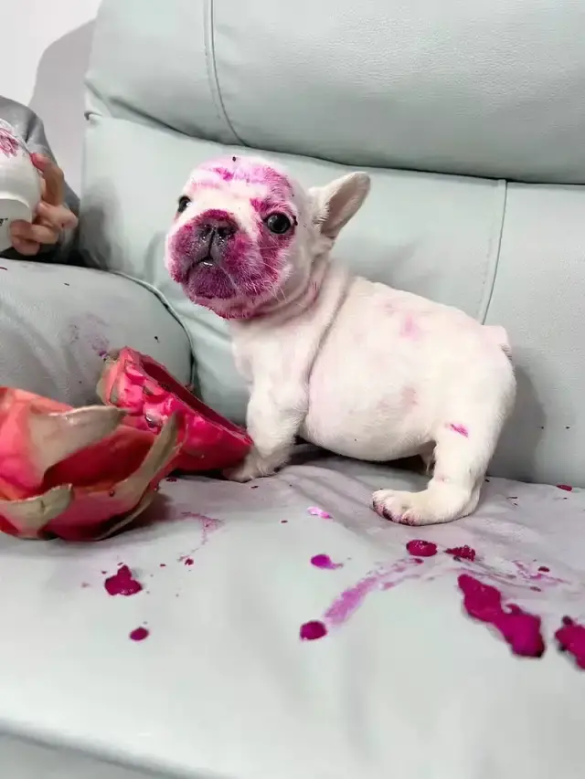 可爱斗牛犬吃火龙果满脸都是,被抓包时露出无辜模样:是哥哥给的!