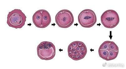 试管胚胎生存期的决定因素，试管胚胎生存期的具体时间