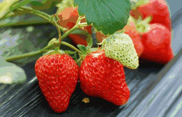 中牟县超超草莓园 遇见小 莓 好共享 莓 好时光 知乎