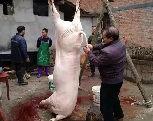 农户家中,两只白净的大肥猪被屠宰后:没想到却被农业局罚款4万元