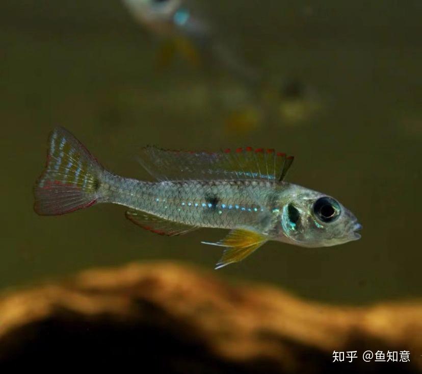 小型观赏鱼绿宝石短鲷