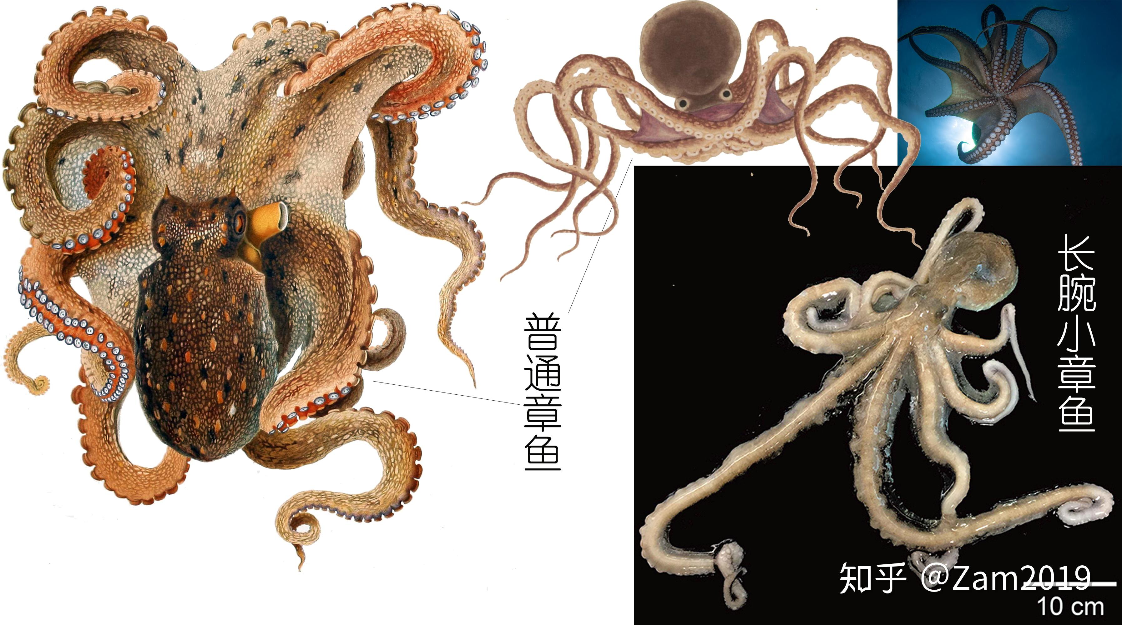 Harvard Scientists Reveal How Squid And Octopus Get Their Big Brains ...