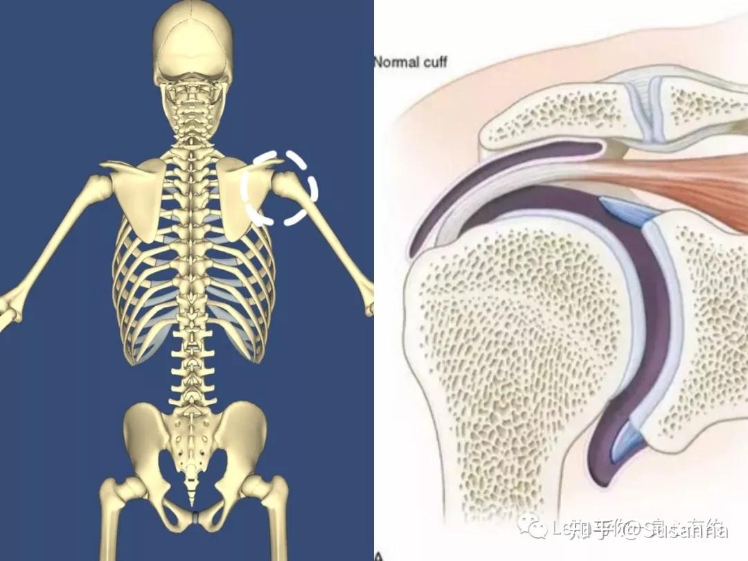 肩胛骨关节盂图片图片
