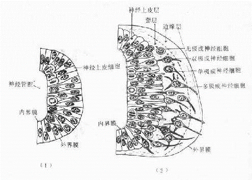 神經系統起源於胚盤中軸外胚層的神經外胚層區域.