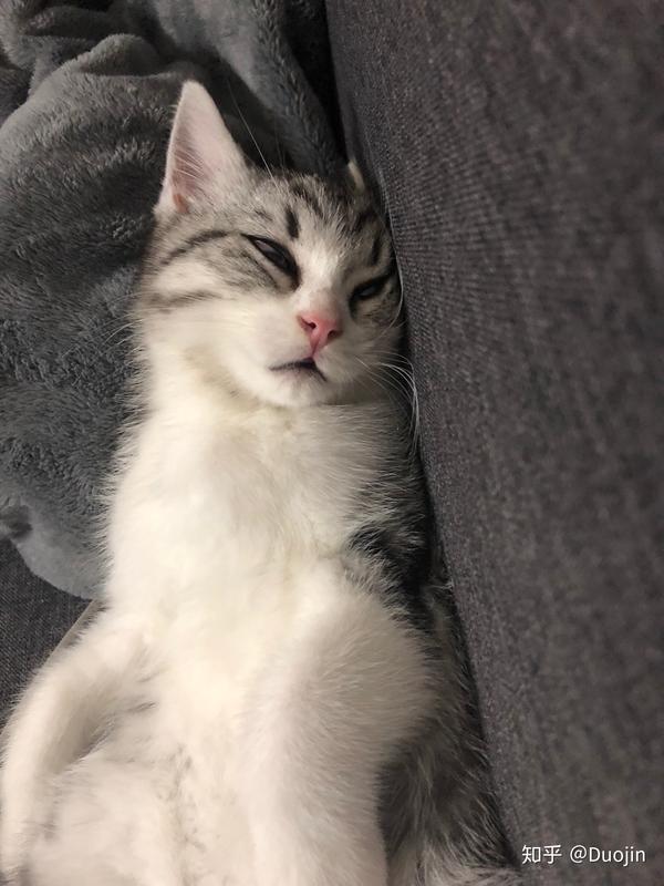 猫咪仰面朝天睡是表达信任了吗?