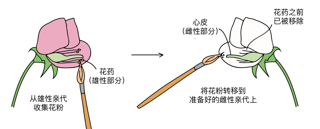 孟德尔七大豌豆性状基因被解析了几个