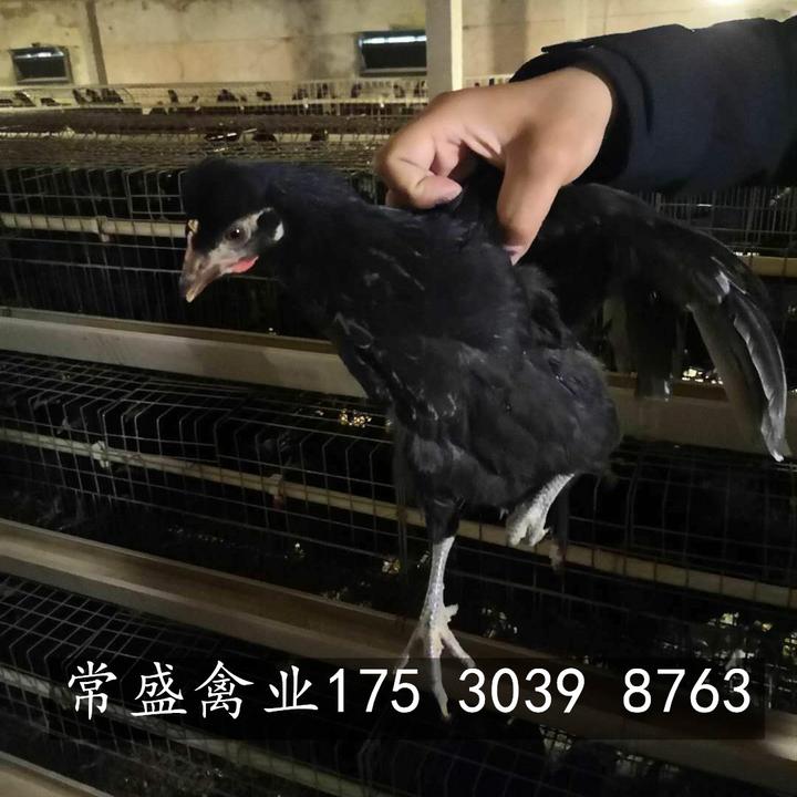 绿壳蛋鸡品种介绍 - 知乎