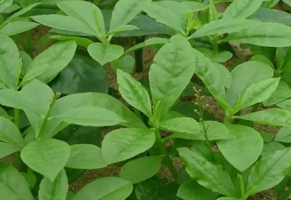 50种野菜图鉴小区绿化带就有以备不时之需