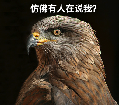 这可能不是什么好鸟但是它的操作和名字颇值一提