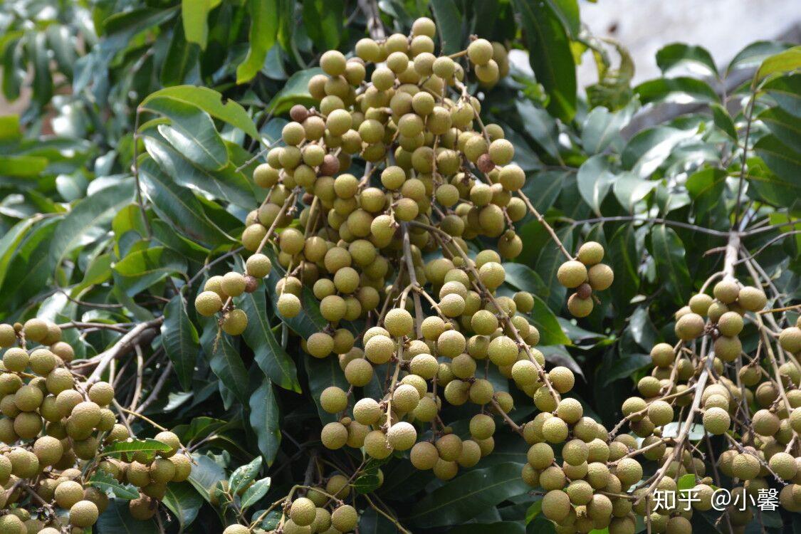 或者 把"【广西平南自种石硖龙眼五斤包邮当季水果现摘现发皮薄肉厚