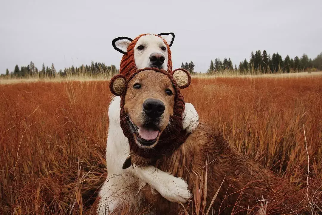 环游世界猫狗双全这对美国摄影师夫妇实力诠释生命叫人不如宠