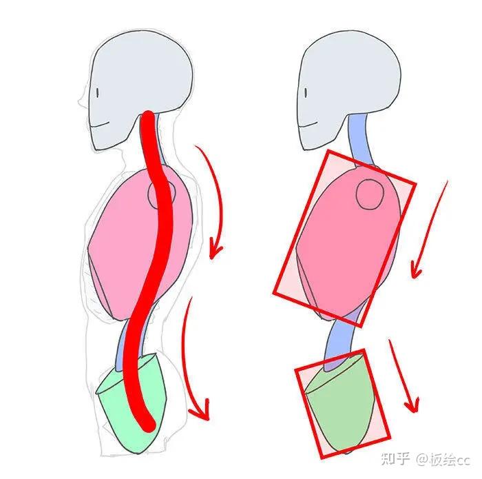 檢查骨骼和肌肉6分畫軀幹