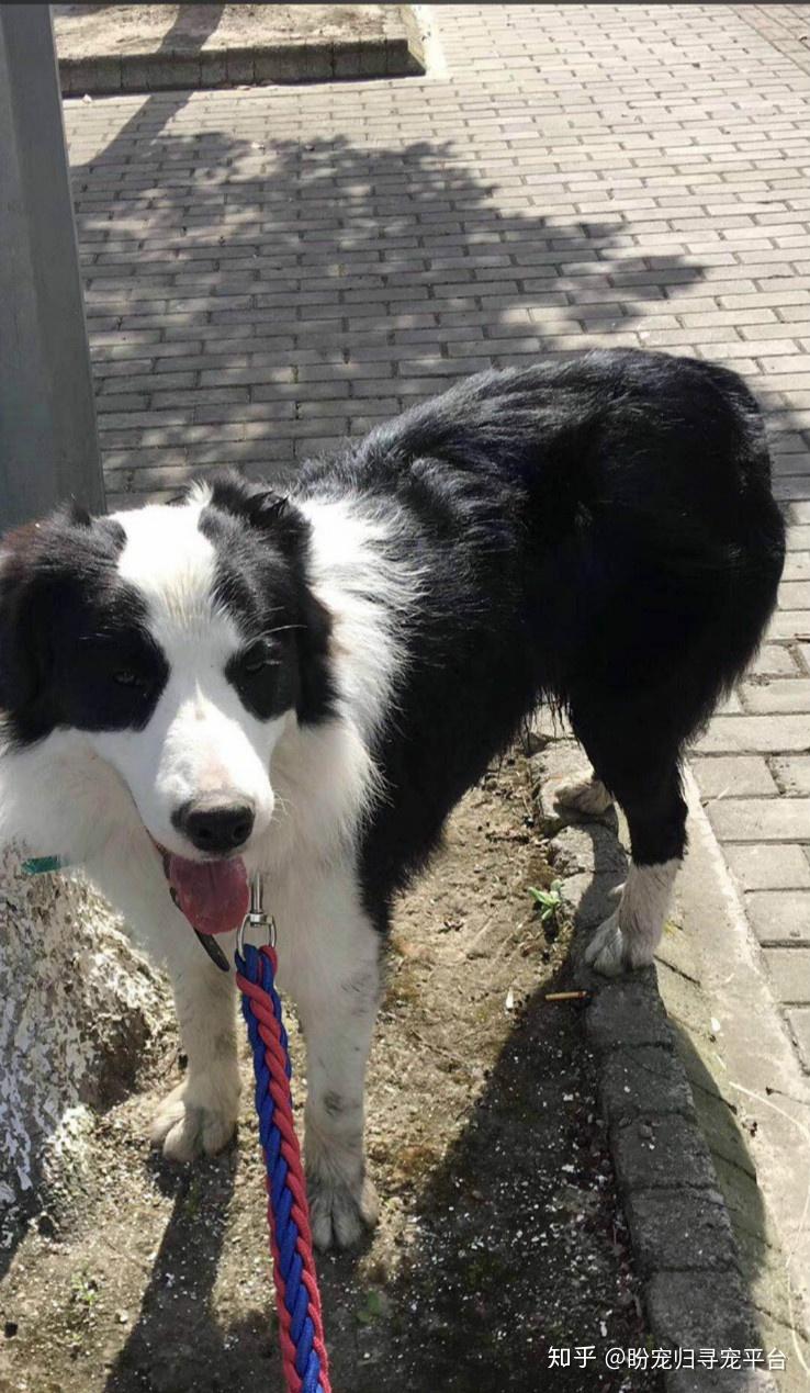 上海金海路民民路寻找边境牧羊犬