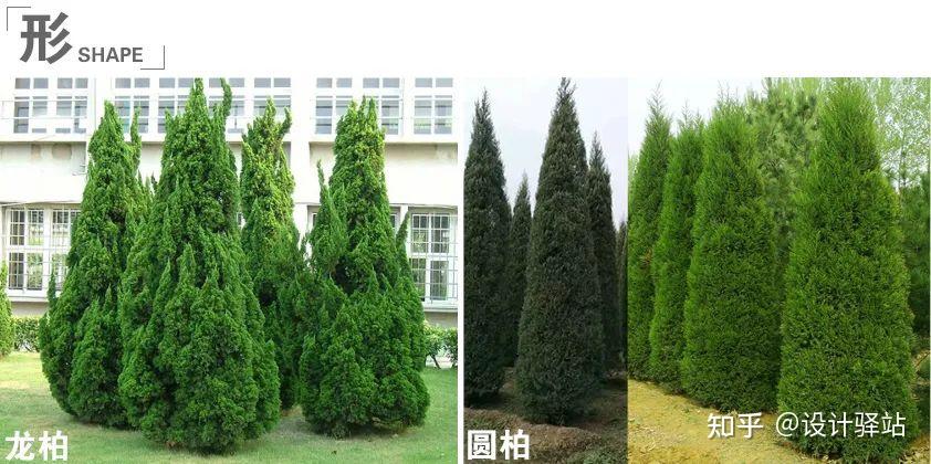 《景观设计与干货5》— 易混淆的景观植物大全:乔木、灌木、地被、花境 - 知乎