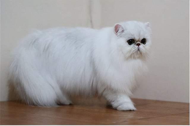 布偶猫和金吉拉配出来的小猫长什么样子