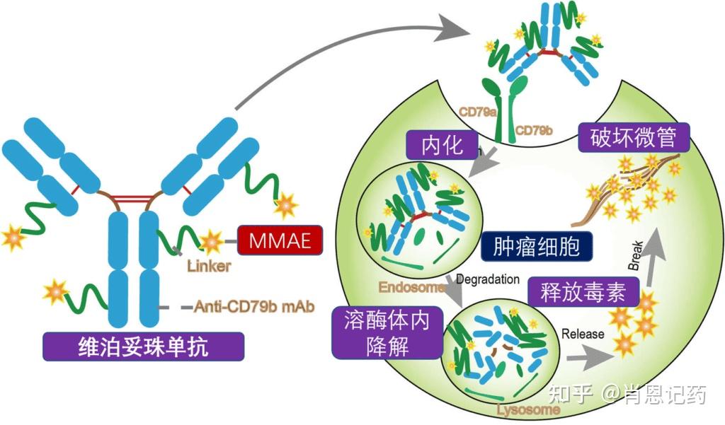 记住所有fda生物药靶向cd79b优罗华03维泊妥珠单抗弥漫大b细胞淋巴