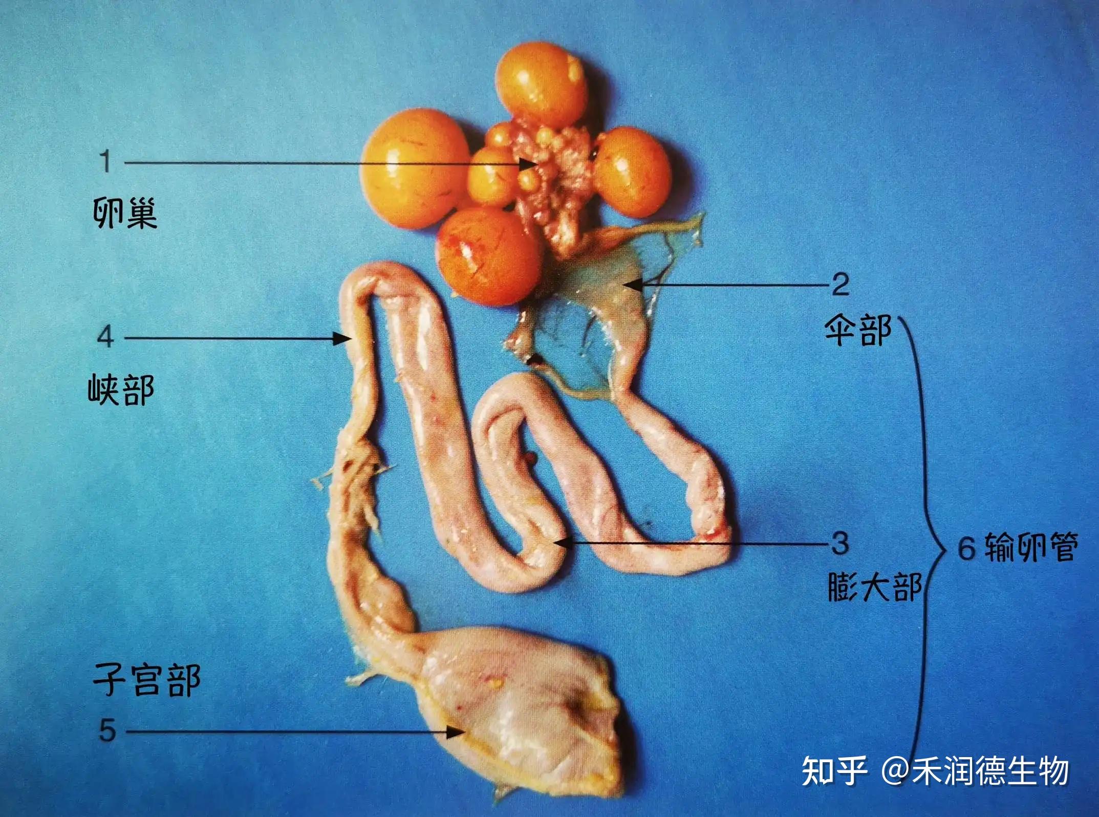 母鸡生理结构图片图片