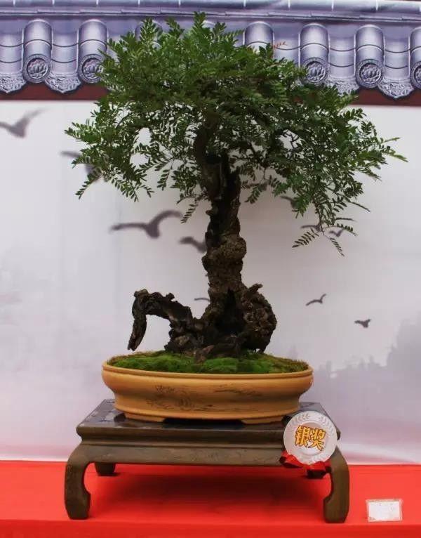 如何做一盆清香木盆景