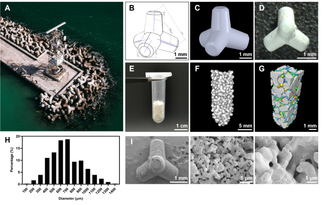 川大团队研发防浪石型生物陶瓷颗粒,能完全降解并转化为宿主自体骨 - 知乎