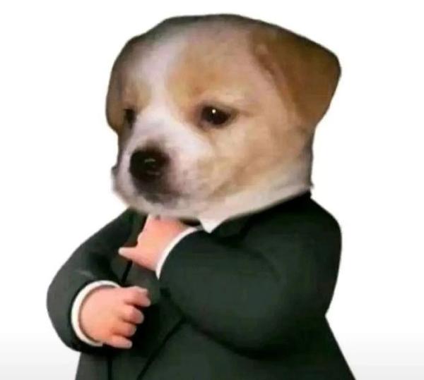 Cute Dog In Suit Meme Cute Dog In Suit Meme