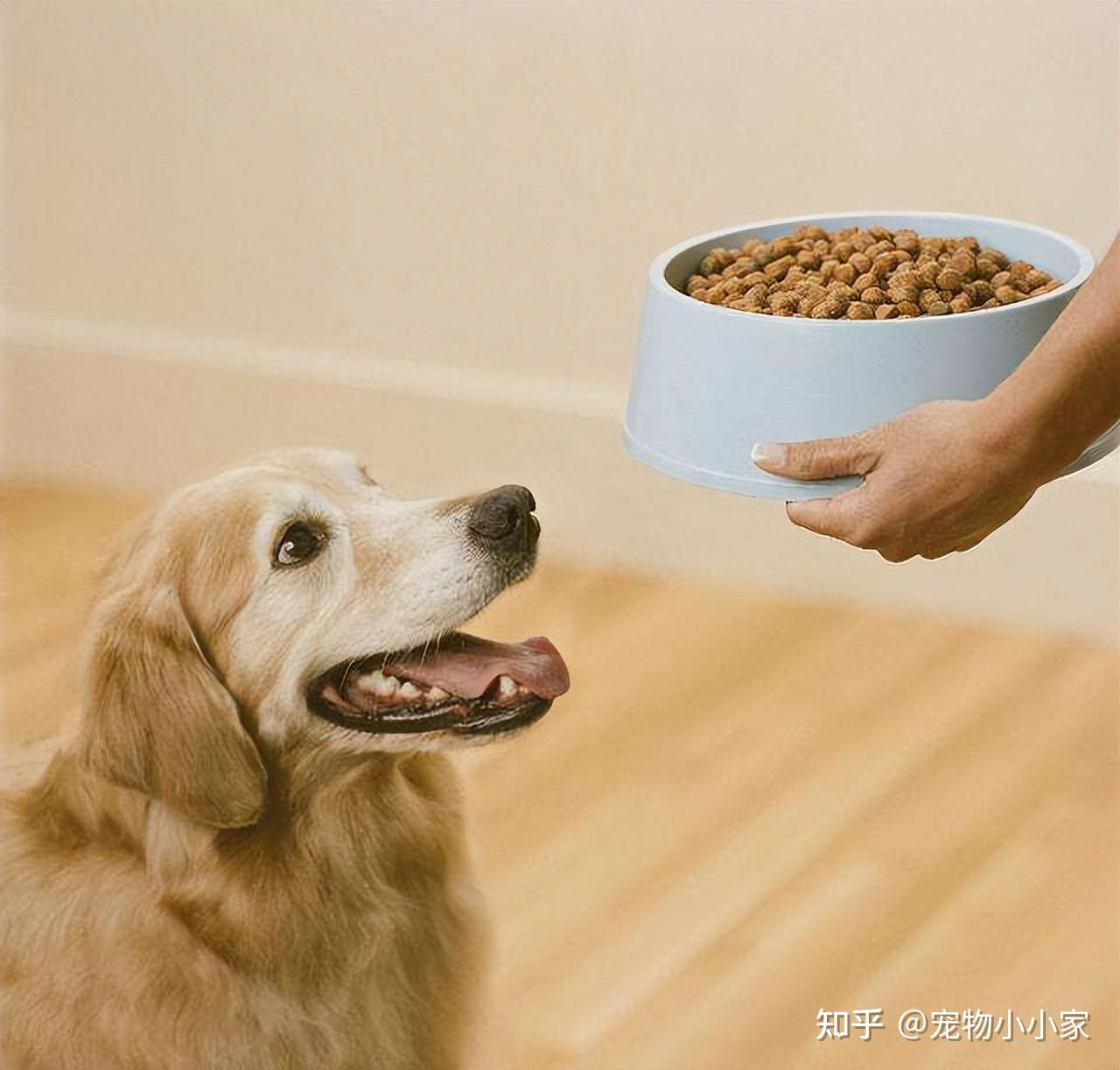 狗狗"寿命不长",多半是这些原因,铲屎官要警惕起来
