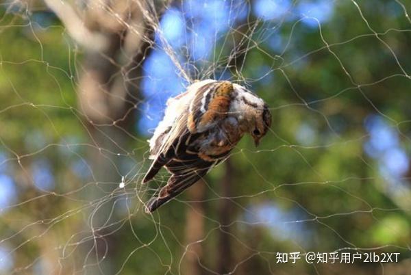 北京瀛台律师事务所提示:野生鸟类不能捕,构成非法狩猎! - 知乎