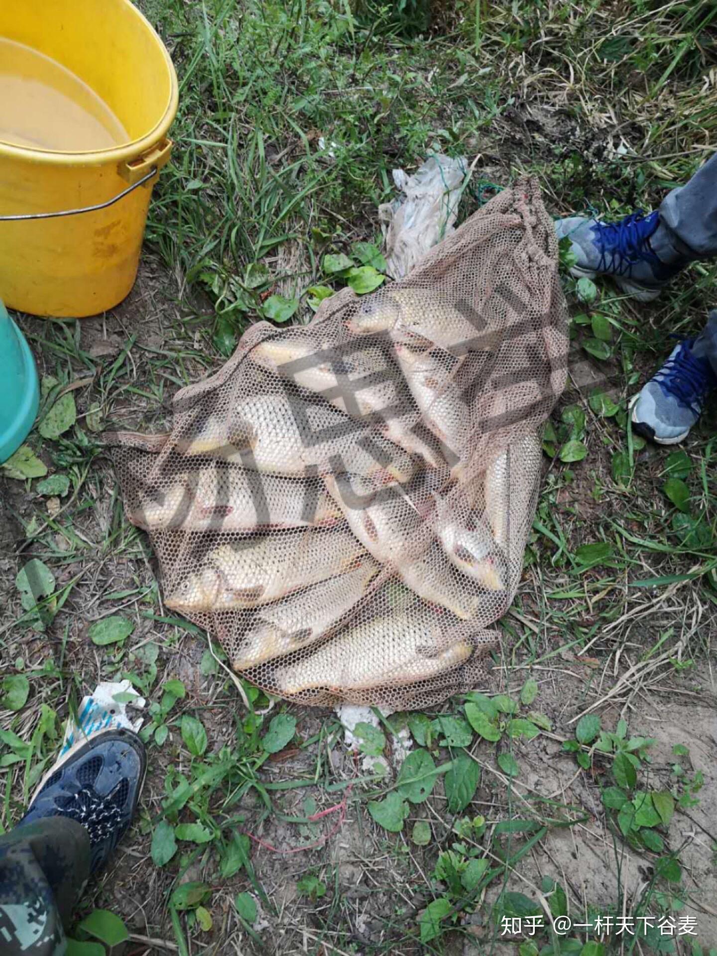 五一苍溪之行 - 知乎