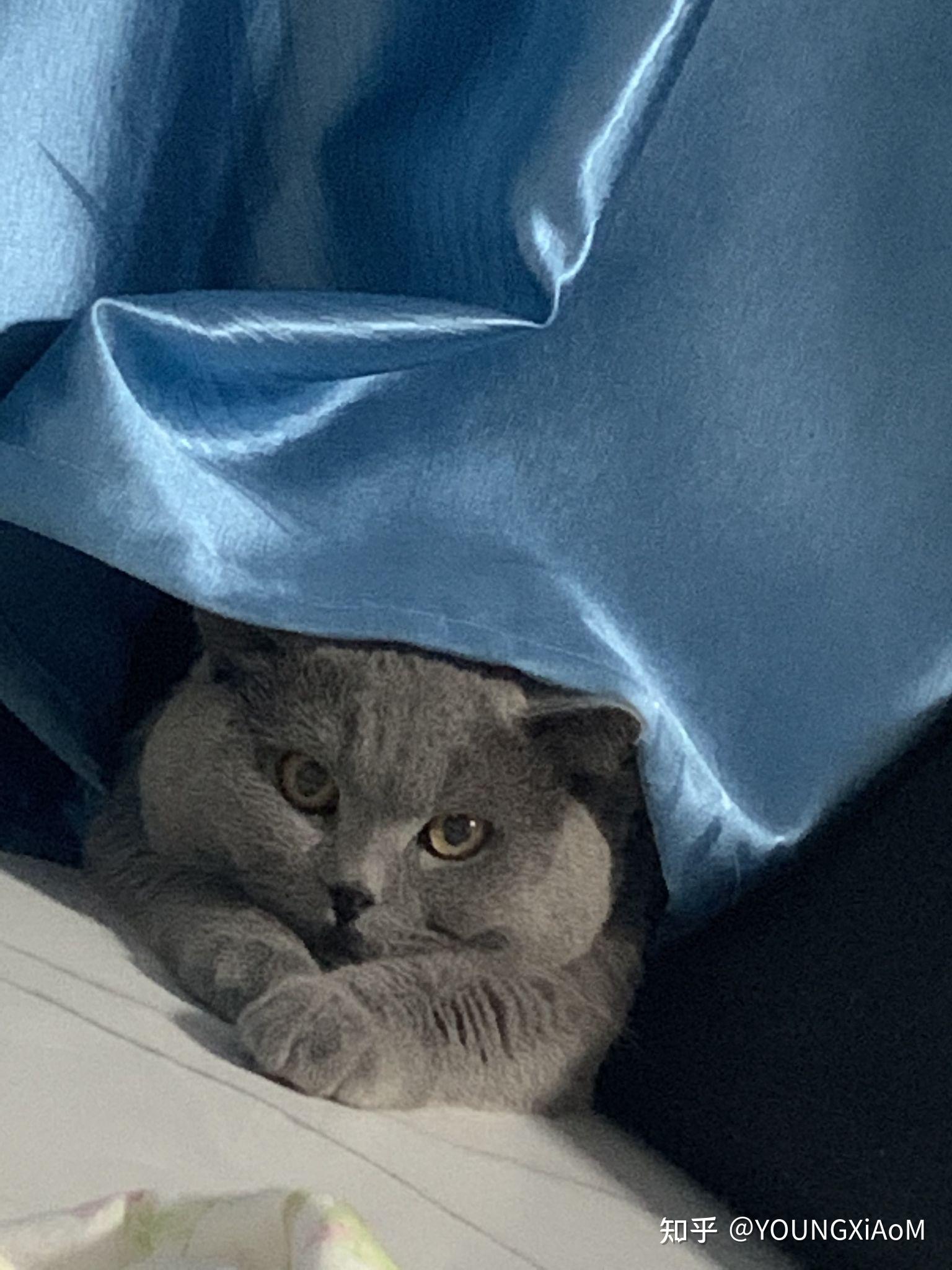 可可爱爱的端午色英短蓝虎斑宝宝