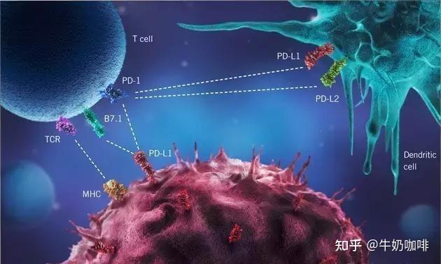 细胞外基质(ecm)