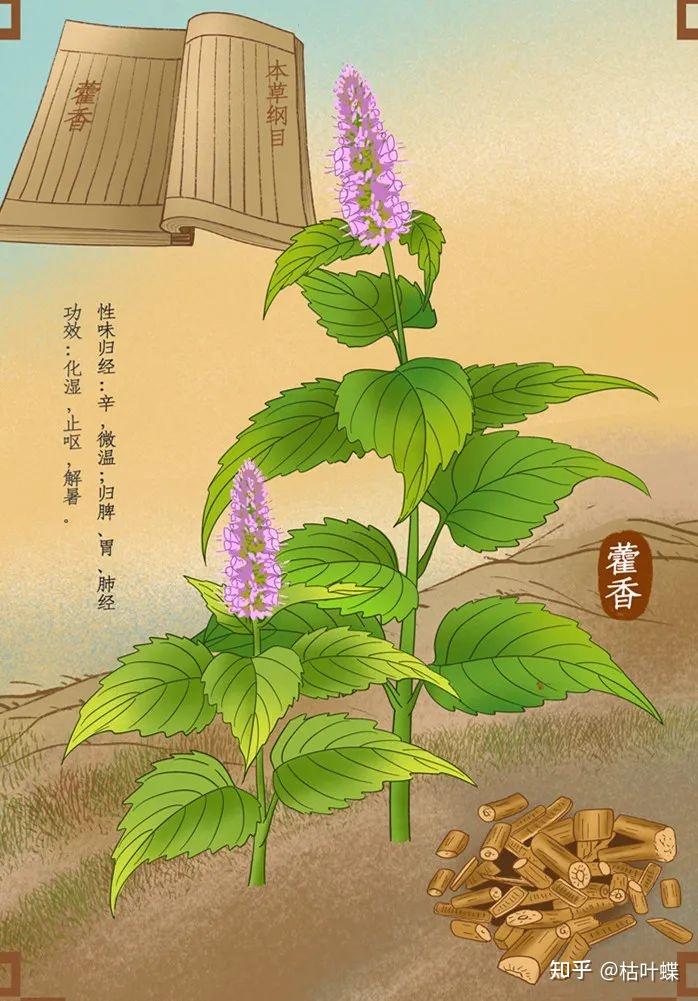 做法:侧柏叶10克,苏叶8克,藿香叶8克,布渣叶8克,扁豆花1