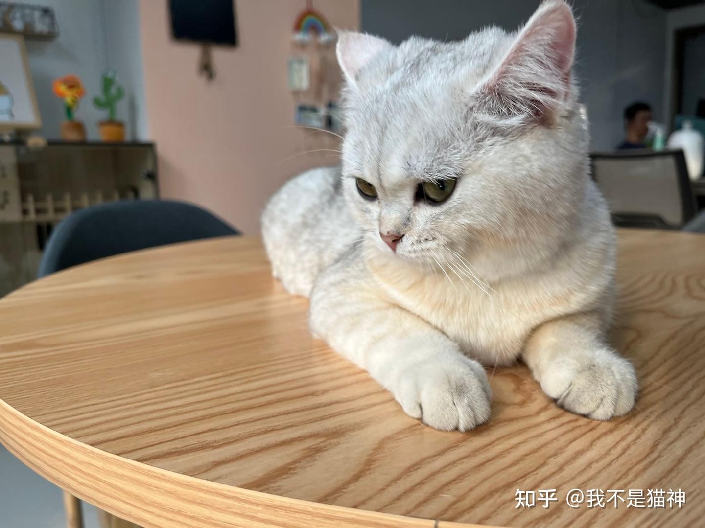 猫咪是女朋友变的吗?为啥感觉老闹别扭 - 知乎