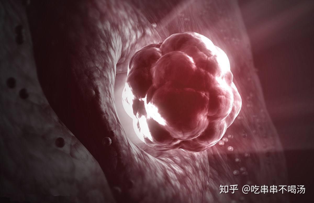 图13～7 闭锁卵泡-功能组织学与胚胎学-医学
