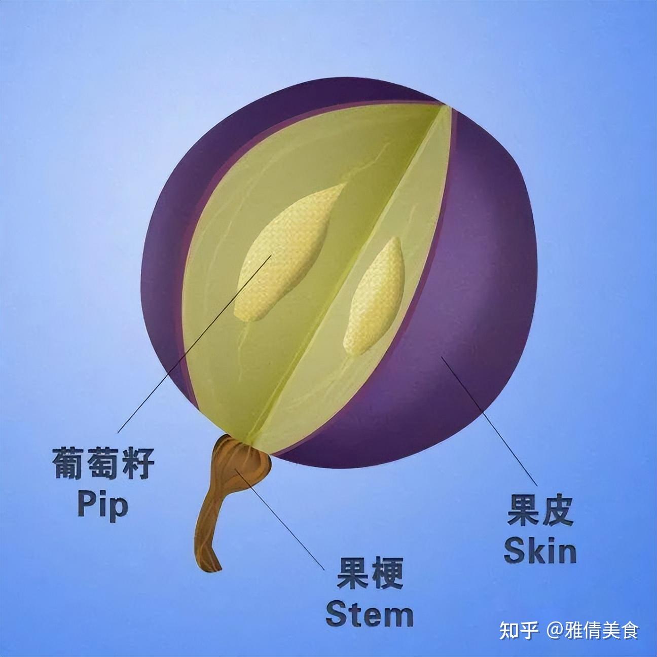 单宁是什么?看不见摸不着,品尝后还有苦涩味,却是萄萄酒的灵魂 - 知乎
