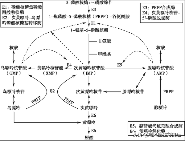 谈痛风就说尿酸，谈尿酸就说嘌呤，我们体内和食物中都有嘌呤 - 知乎