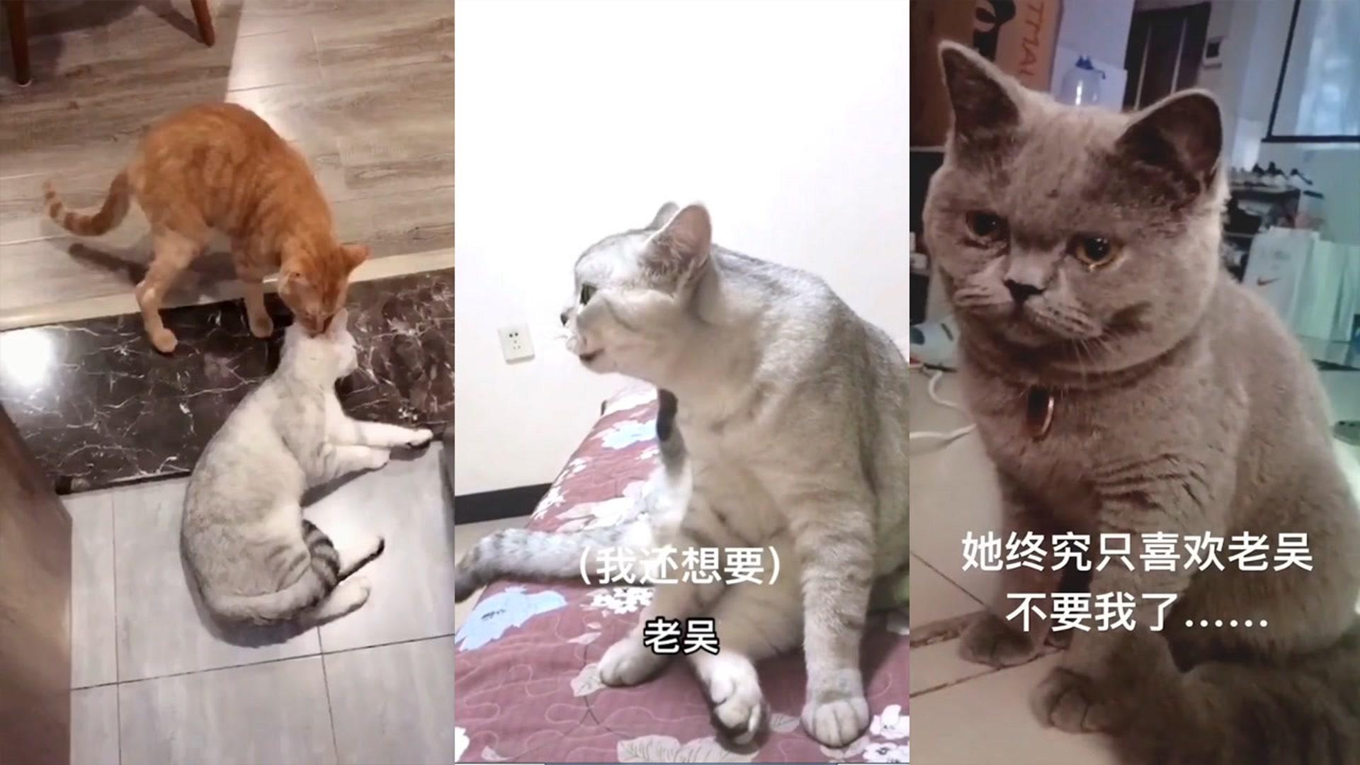 搞笑动物母猫整天喊老吴原来它和老吴有一段不为人知的故事