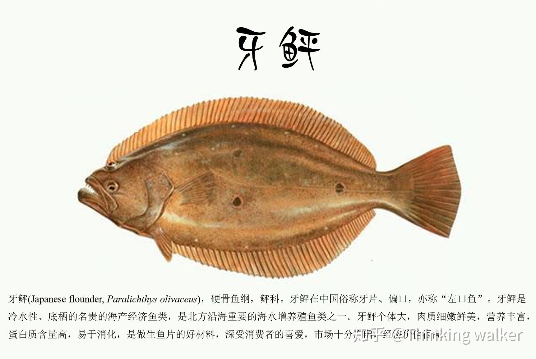 我国常见海水鱼类养殖现状和营养需求(二)