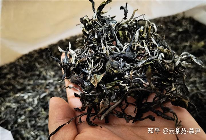 猫耳朵普洱茶是什么? - 知乎