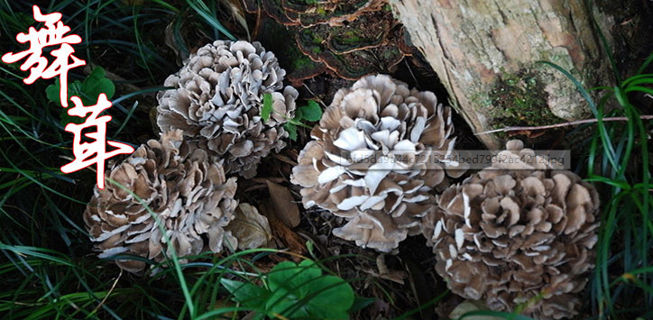 舞茸多糖MD-Fraction - 知乎