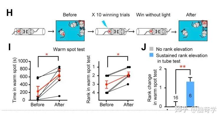 经典的动物钻管实验动物社会地位支配实验socialdominancetubetest